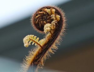 Fern frond